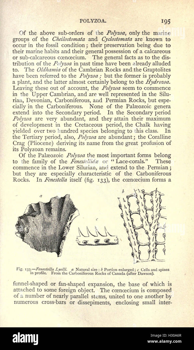 A manual of palaeontology for the use of students with a general introduction on the principles of palaeontology (Page 195) BHL223 Stock Photo