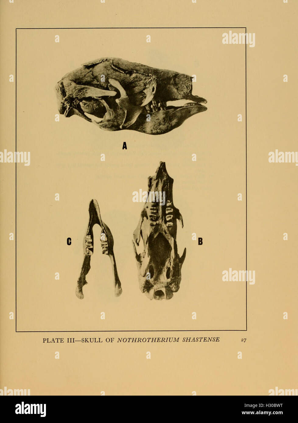 Distinctive skeletal adaptations hi-res stock photography and images ...