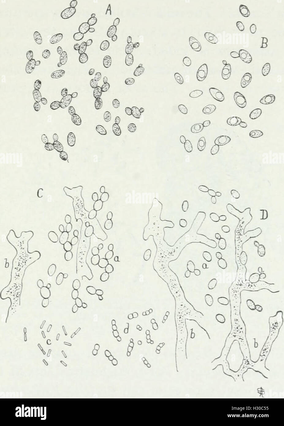 Bacteriological methods in food and drug laboratories, with an