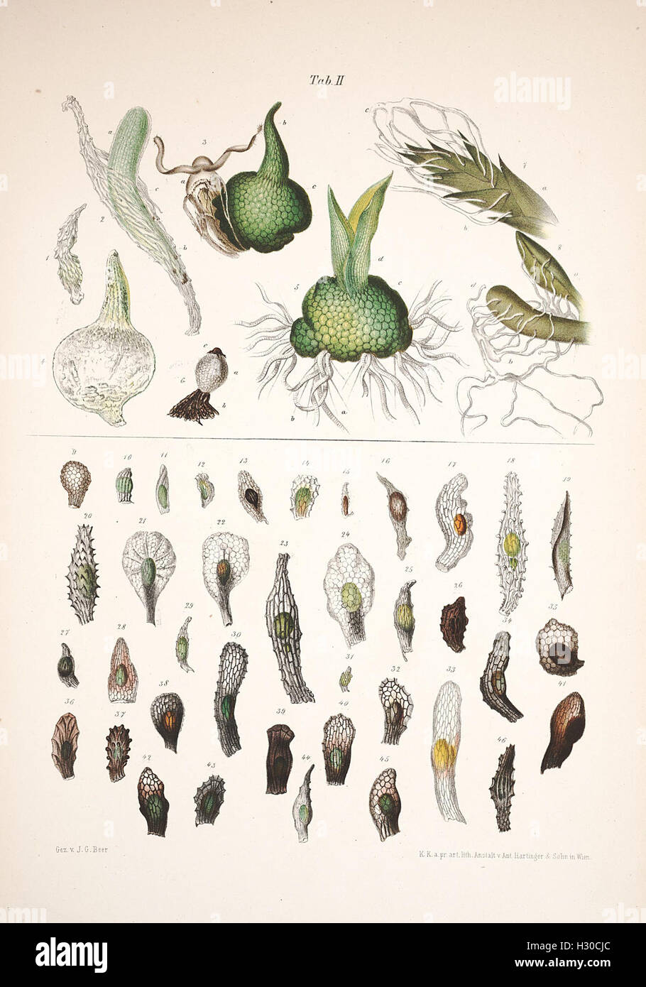 This plate provides contributions to the morphology and biology of the ...