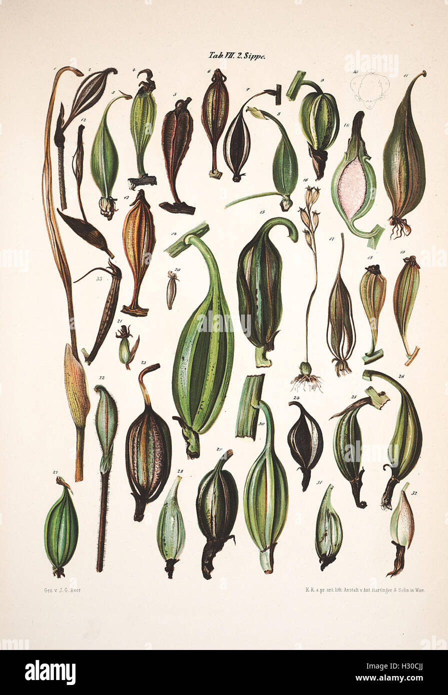 A research publication on the morphology and biology of the Orchidaceae ...