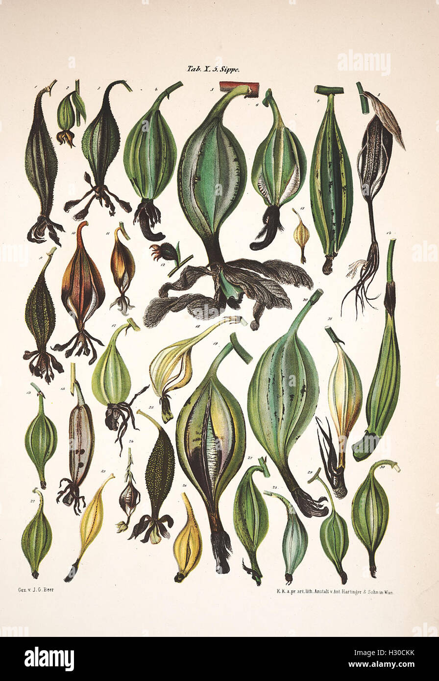 Research contributions on the morphology and biology of the Orchidaceae ...