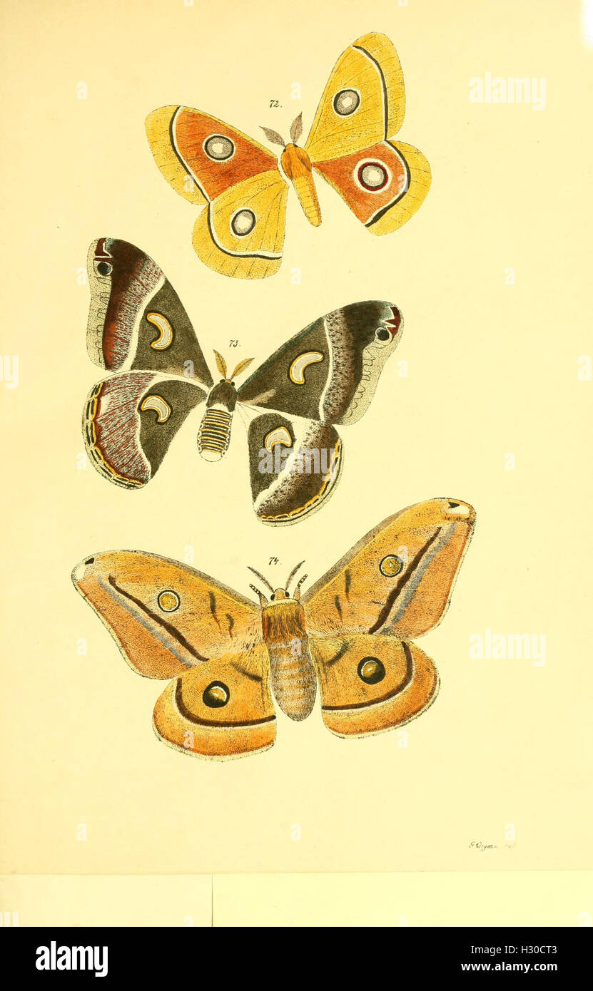 This work focuses on the study of butterflies, contributing to the ...