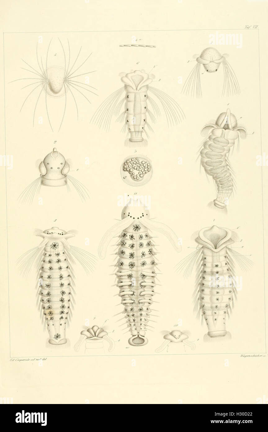 A study on the anatomy and developmental history of invertebrates ...