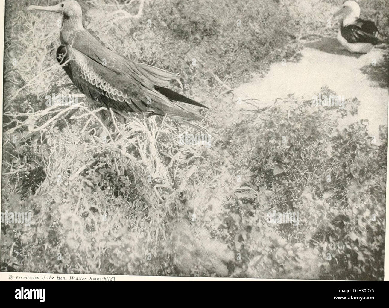 birds-of-other-lands-reptiles-fishes-jointed-animals-and-lower-forms