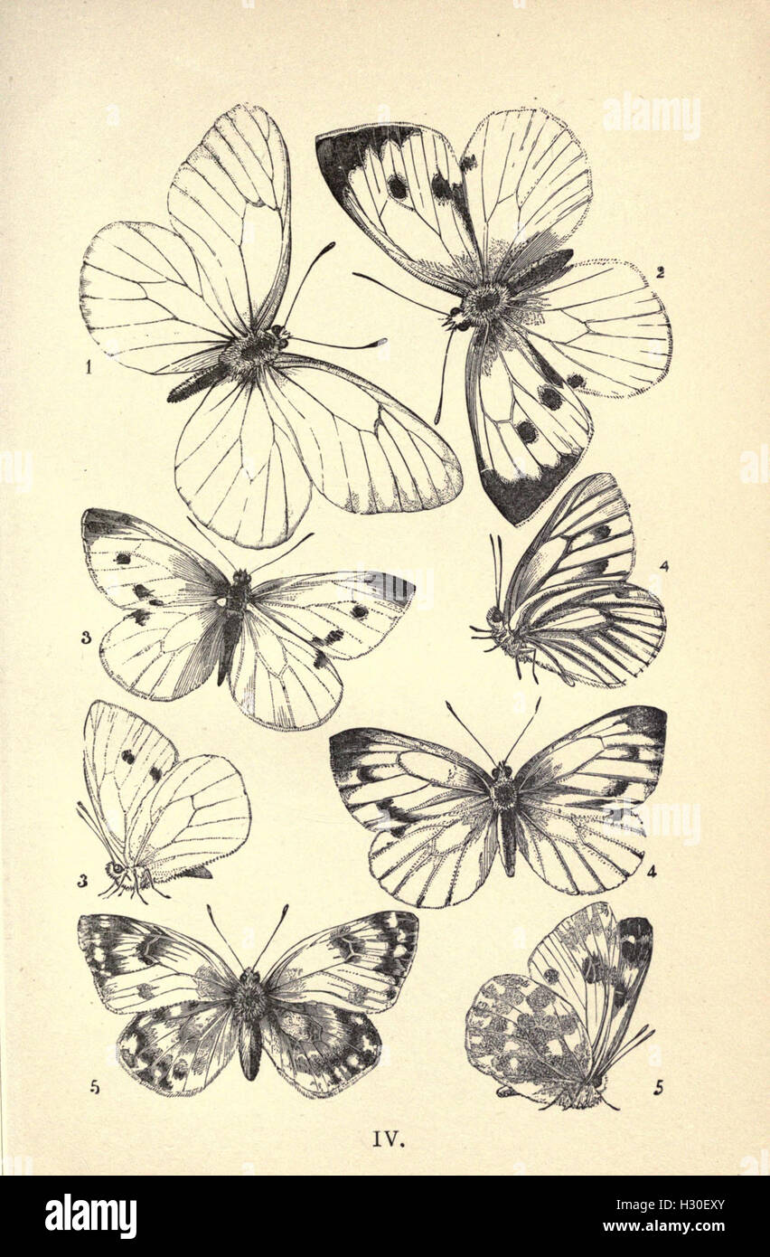British butterflies, figures and descriptions of every native species