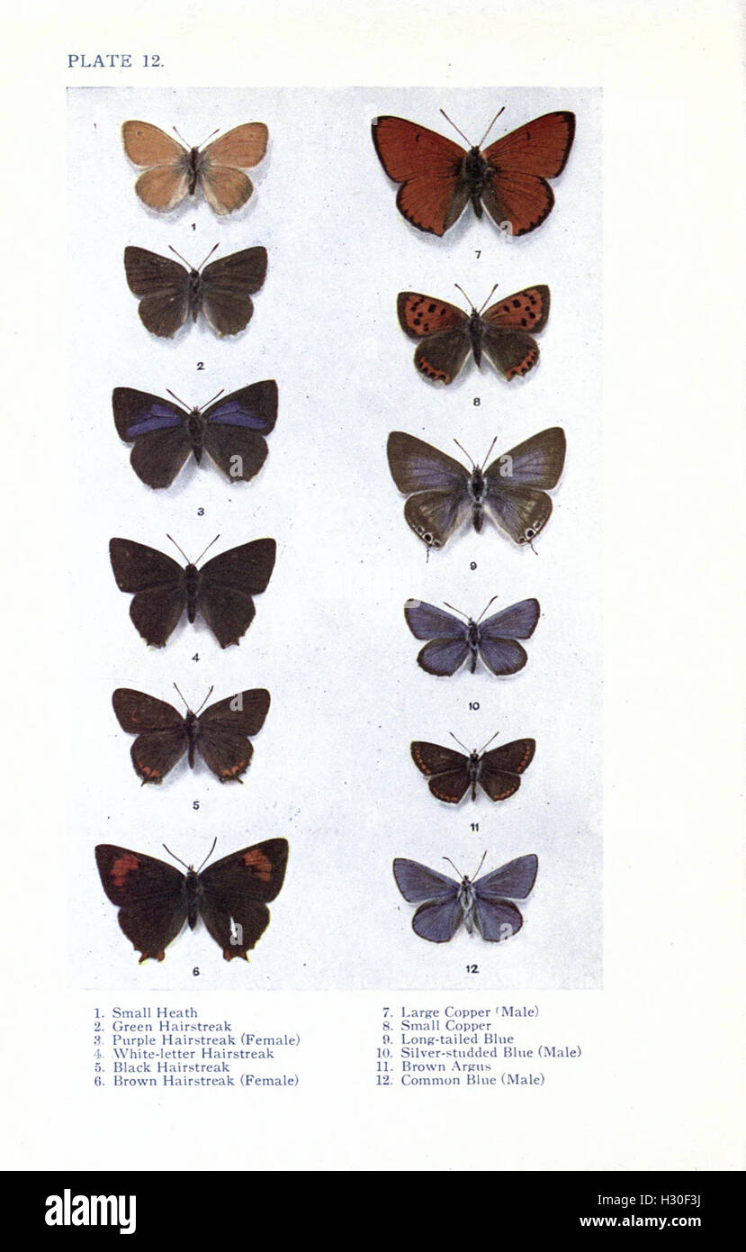 this-work-provides-a-comprehensive-guide-to-british-butterflies