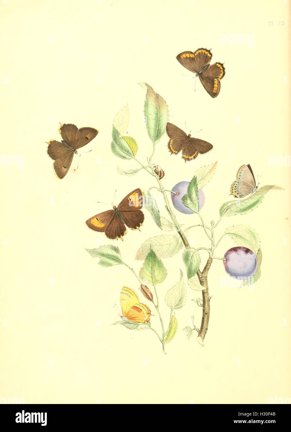 This Work Illustrates The Various Stages Of British Butterflies Life this-work-illustrates-the-various-stages-of-british-butterflies-life