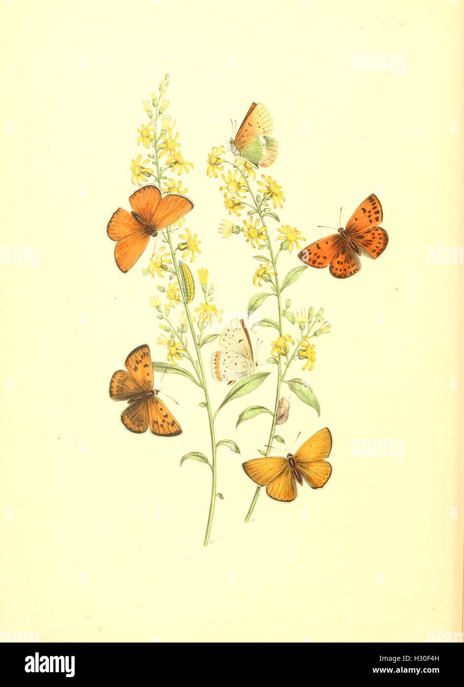 This Work Illustrates The Life Cycle And Transformations Of British this-work-illustrates-the-life-cycle-and-transformations-of-british