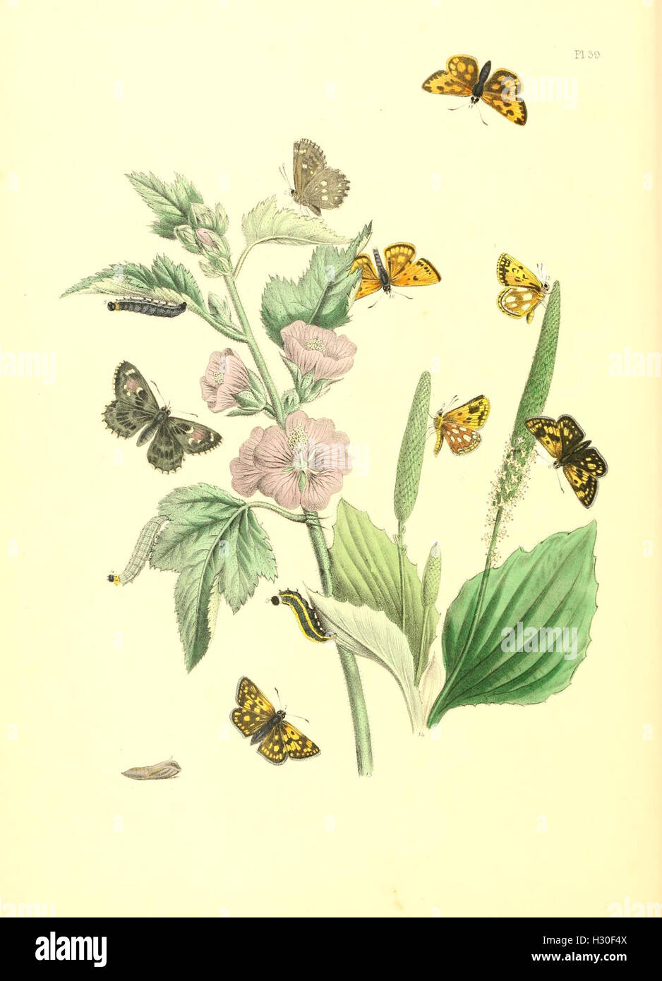 This work showcases British butterflies, illustrating their life cycle ...