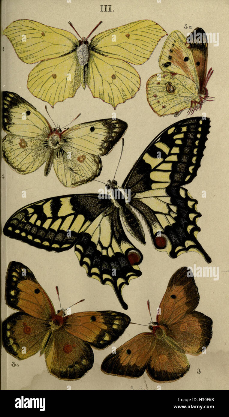 This publication provides a detailed study of British butterflies