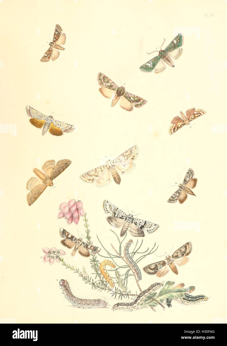 British moths and their transformations (Pl. 39) BHL353 Stock Photo - Alamy