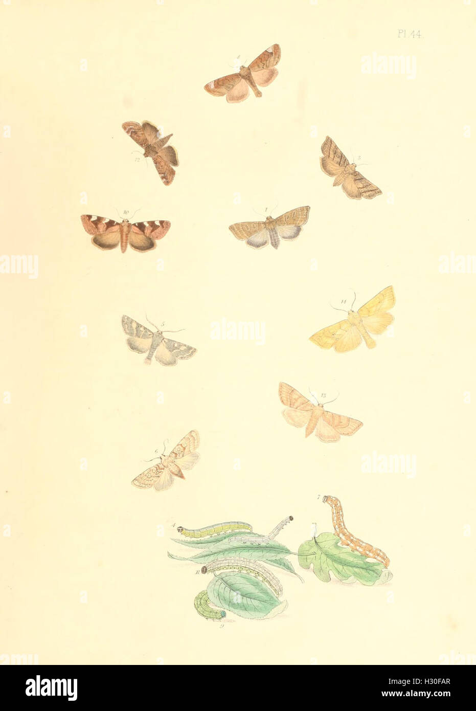 This plate illustrates British moth species and their life cycle ...