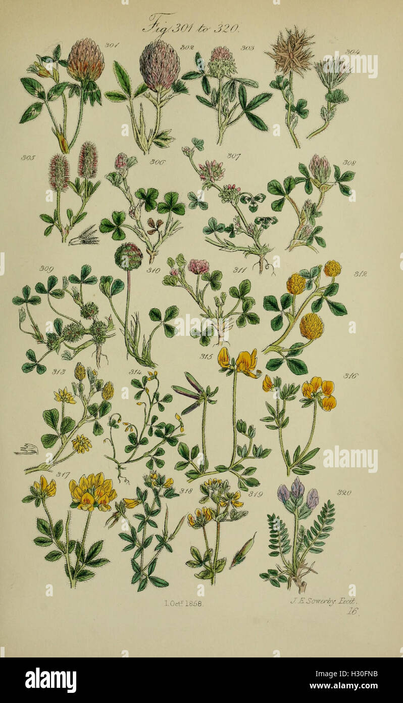 British wild flowers illustration hi-res stock photography and images ...