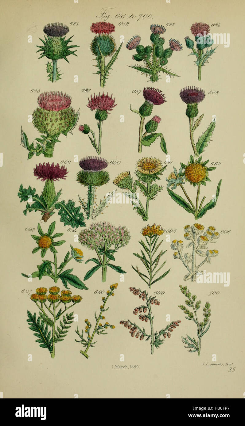 British wild flowers (Pl. 35) BHL123 Stock Photo Alamy