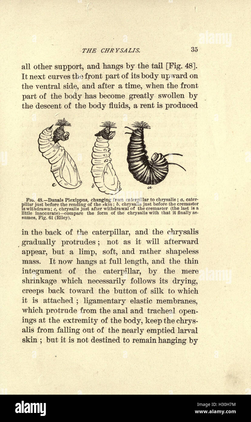 This work focuses on the identification, classification, and life ...
