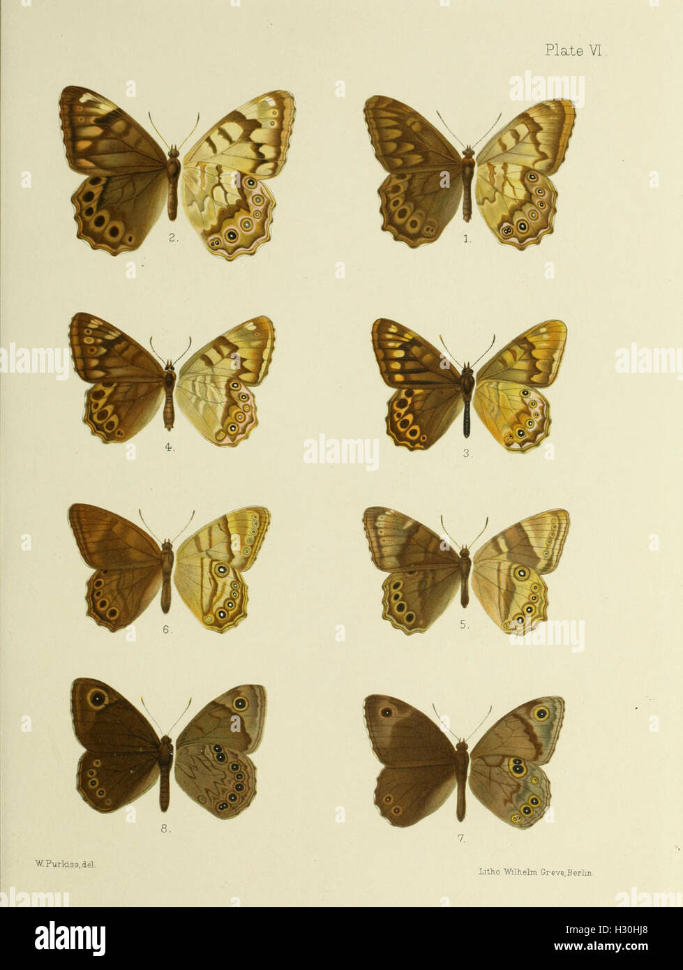 This work presents illustrations and descriptions of butterflies from ...
