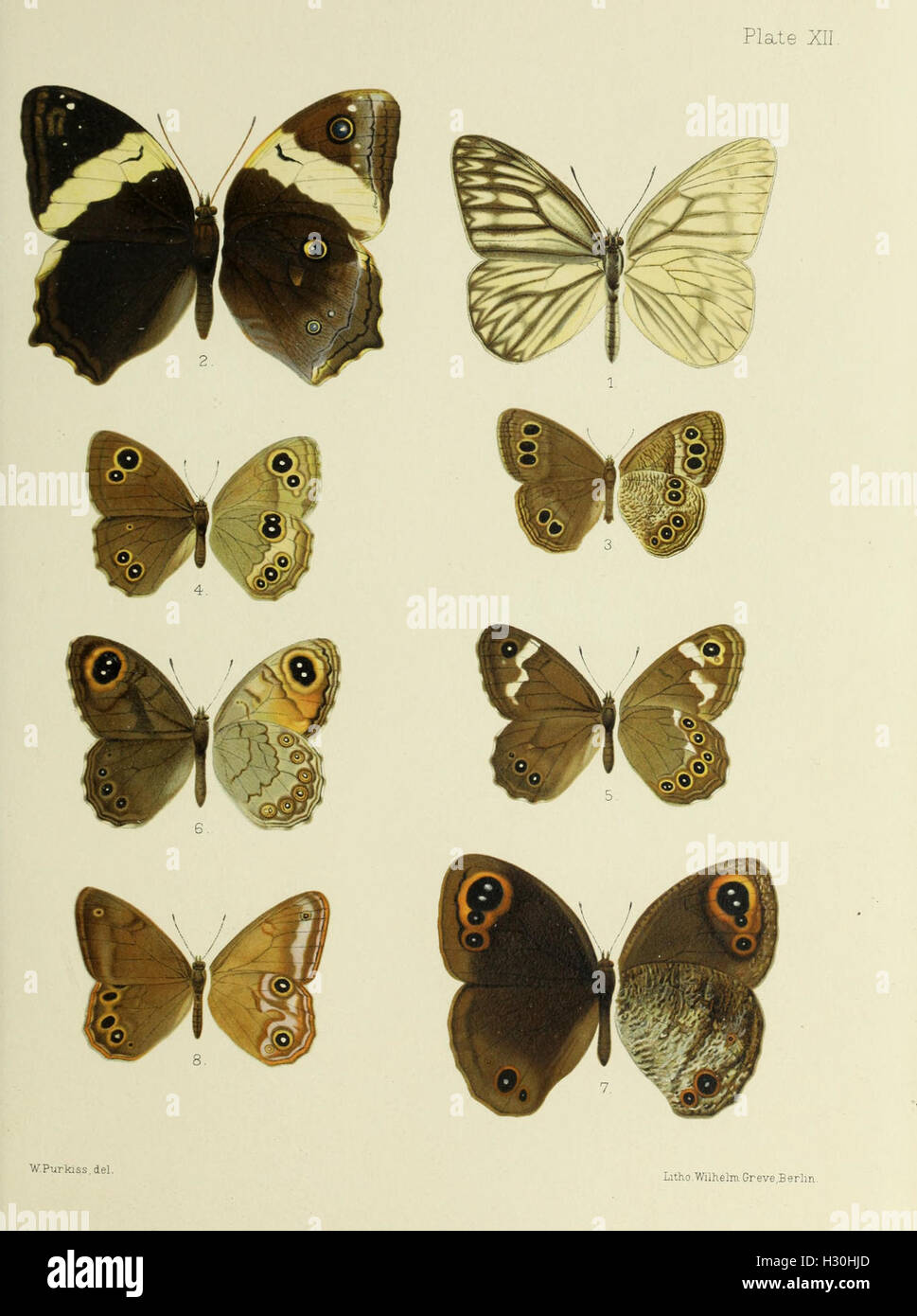 Butterfly showcases unique patterns hi-res stock photography and images ...