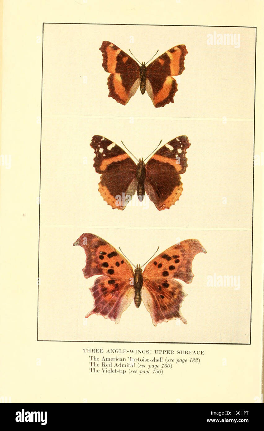An educational resource focused on butterflies, featuring important ...