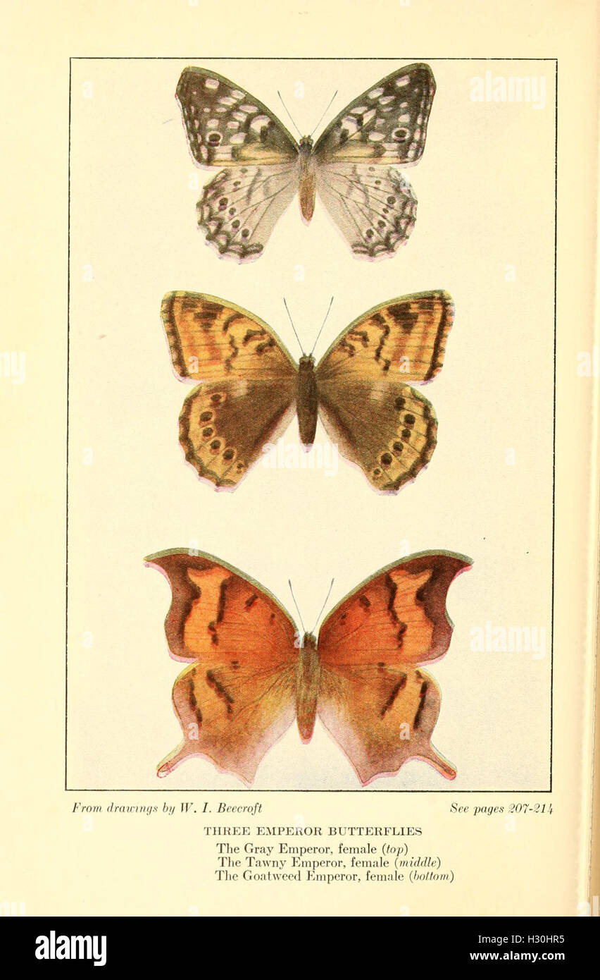 Butterflies worth knowing BHL98 Stock Photo Alamy