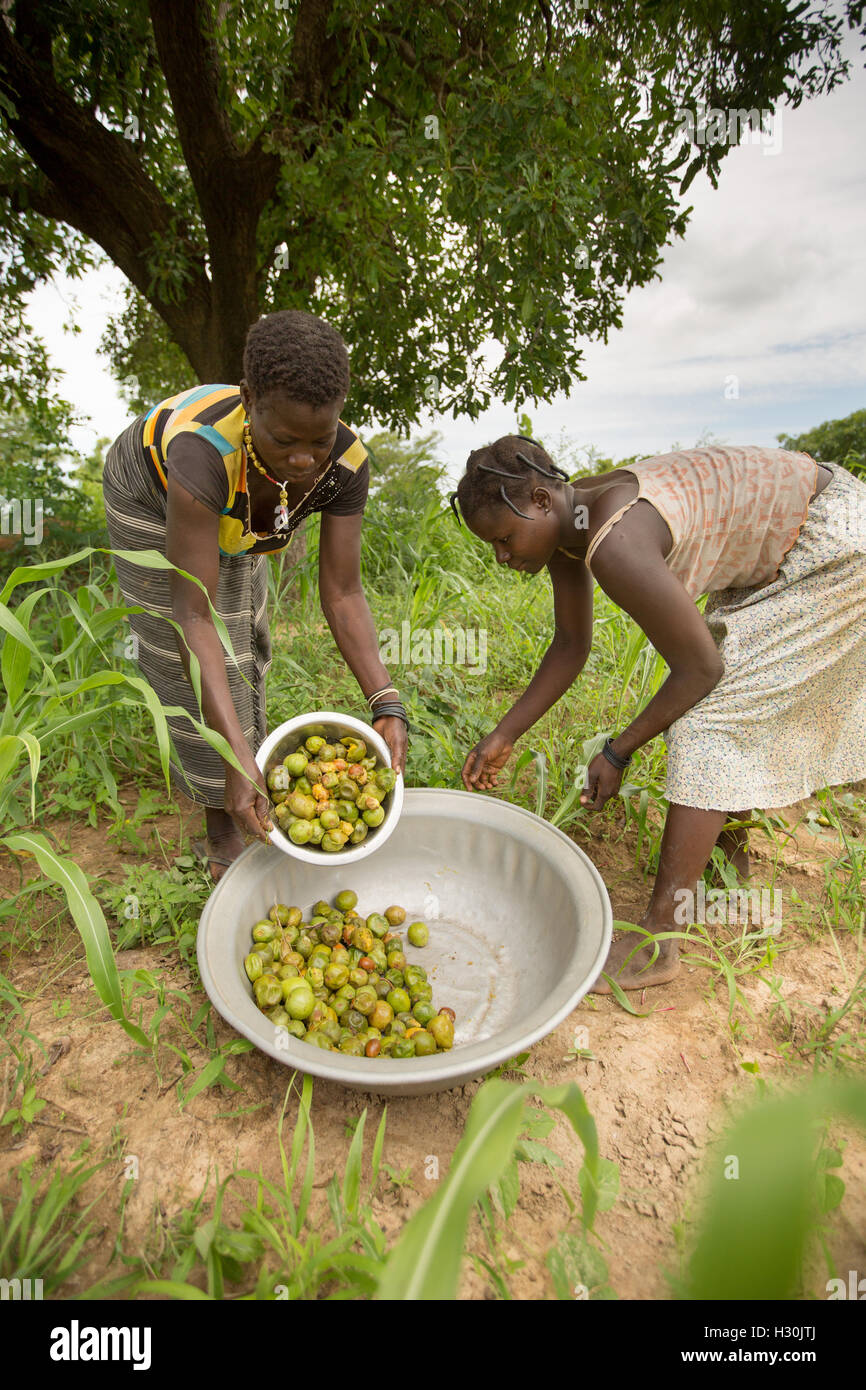 Fruits of shea butter tree hires stock photography and images Alamy