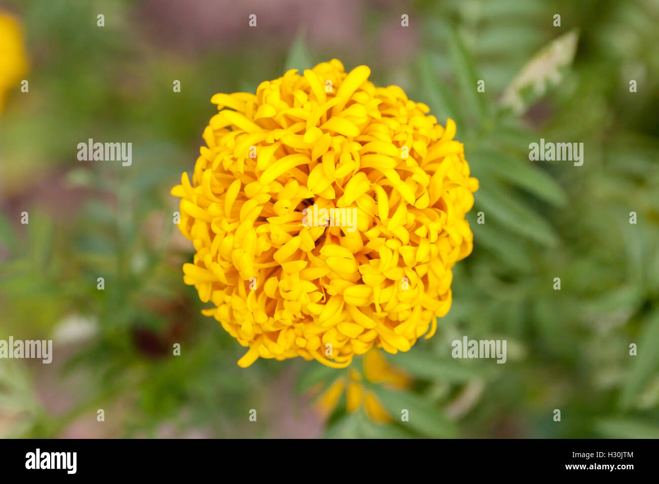 Yellow Marigolds flower in garden. Flower with colorful beauty. Stock Photo