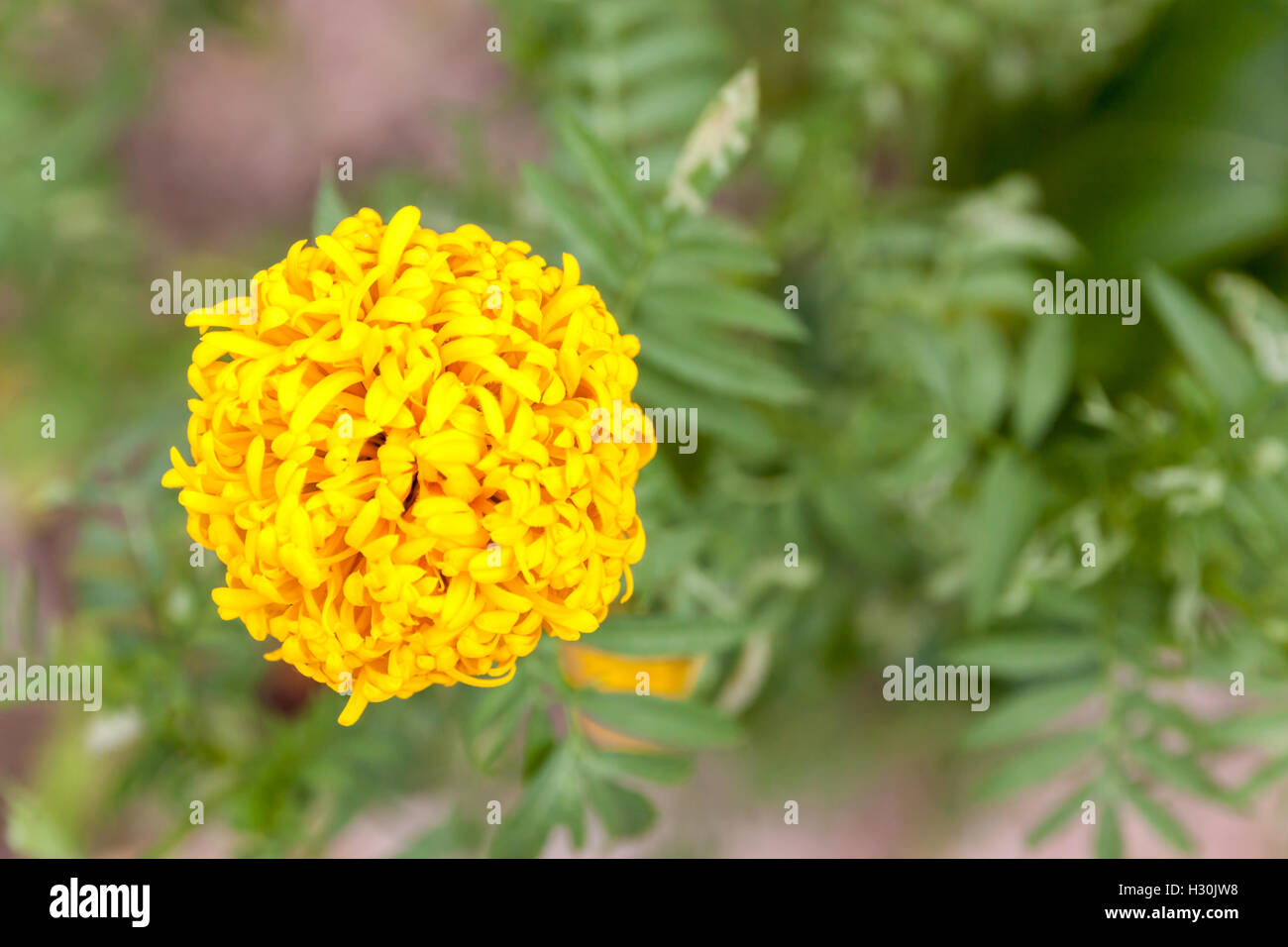 Yellow Marigolds flower in garden. Flower with colorful beauty. Stock Photo