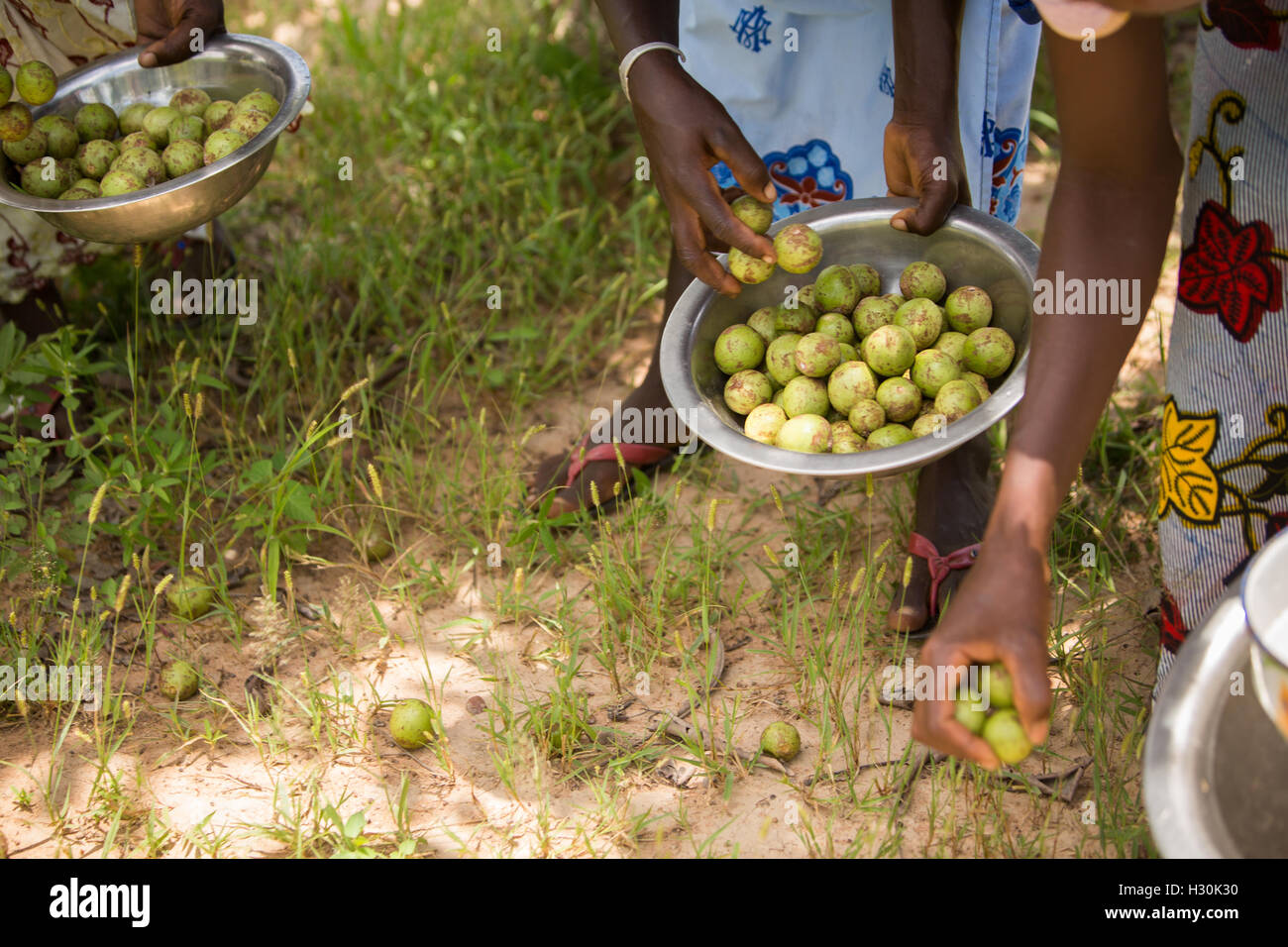 Fruits of shea butter tree hires stock photography and images Alamy
