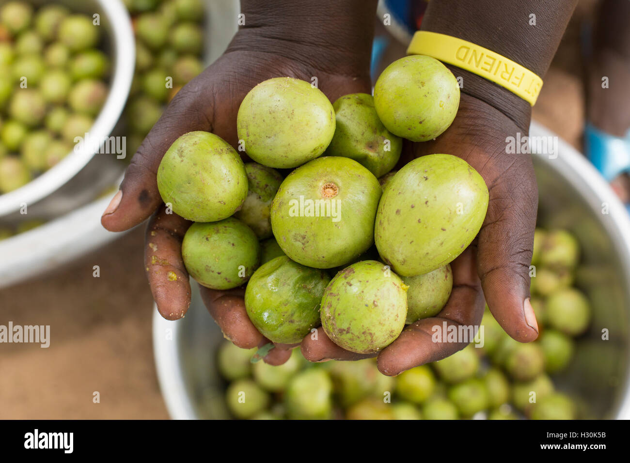 Women collect fallen shea fruit, the nut from which is used for making shea butter and oil, in Burkina Faso, Africa. Stock Photo