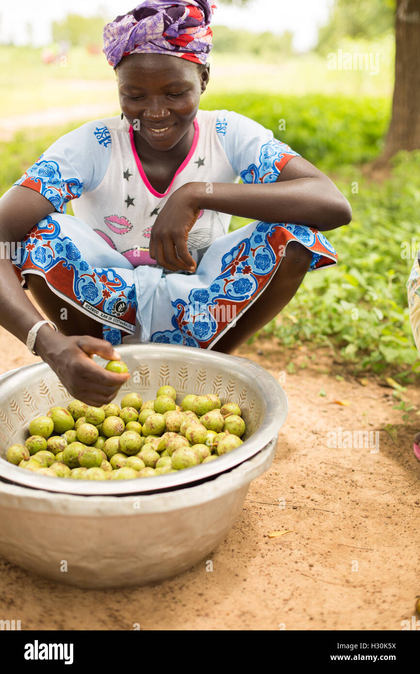 Women collect fallen shea fruit, the nut from which is used for making shea butter and oil, in Burkina Faso, Africa. Stock Photo