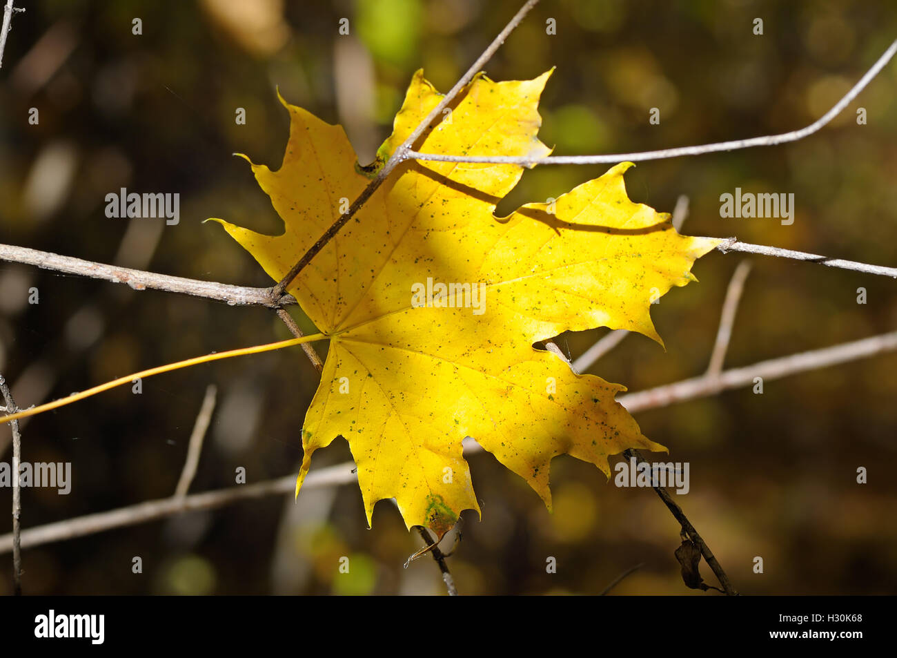 yellow maple leaf on blurred background Stock Photo - Alamy