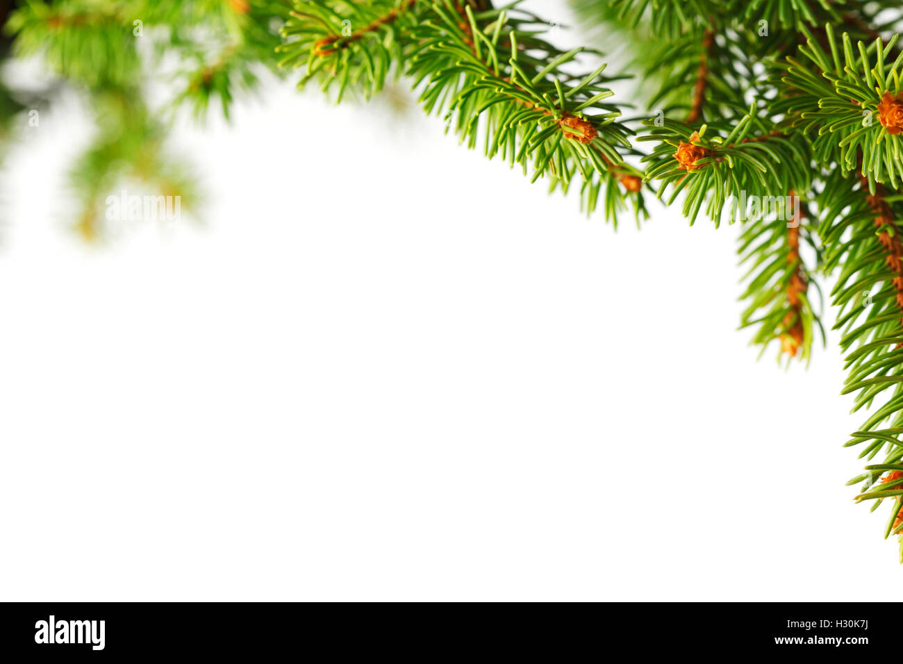 Christmas tree branch isolated on white background Stock Photo - Alamy
