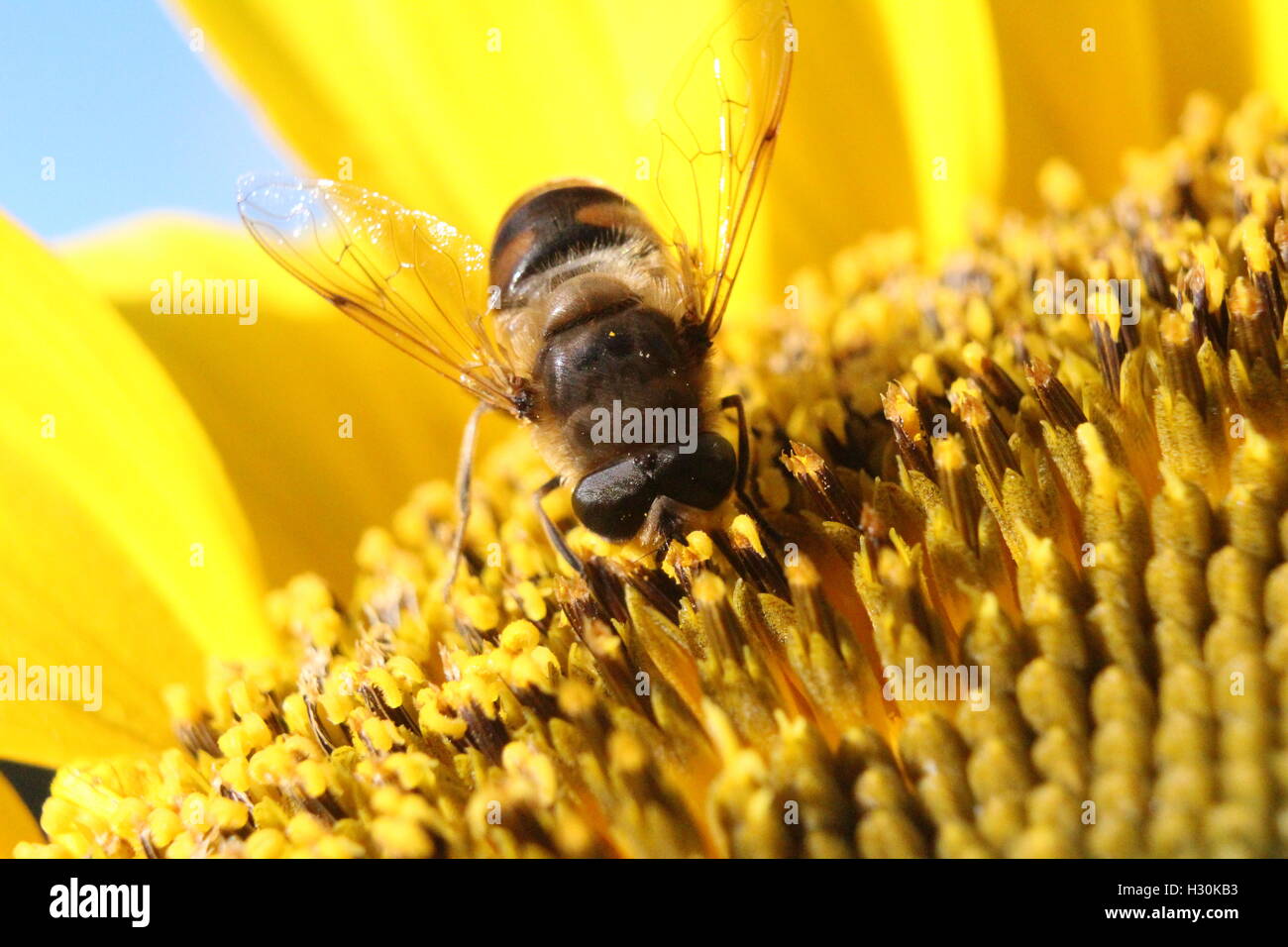 Sunberry Insect Sunflower and insect hi-res stock photography and images - Alamy