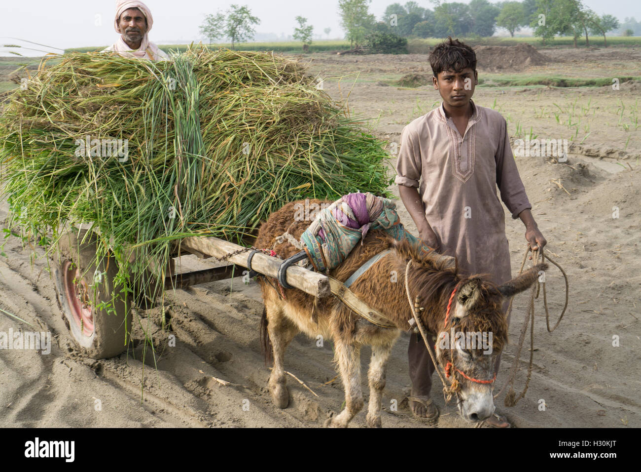 Two men with donkey working in the land by the Chenab river Multan Pakistan Stock Photo