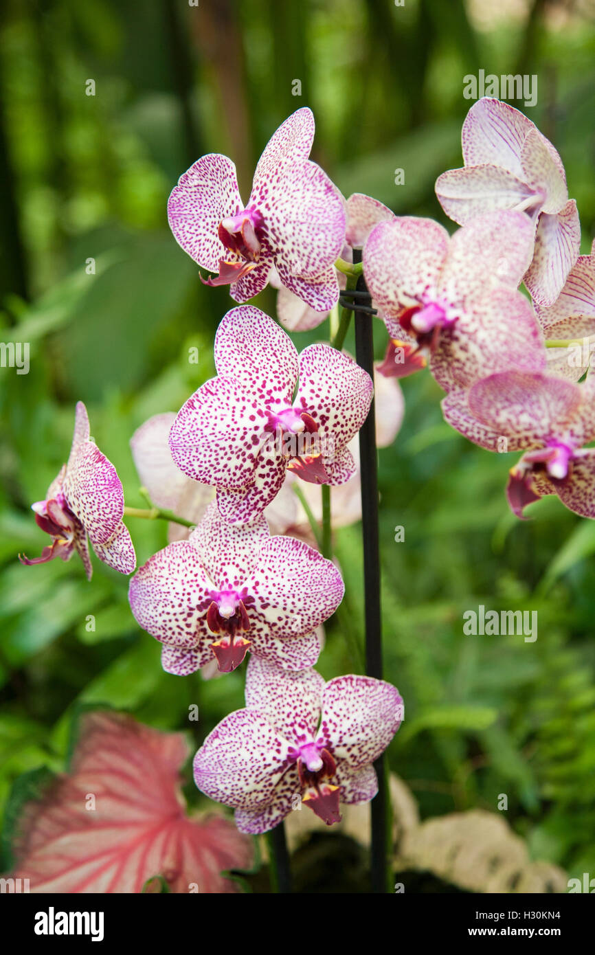 beautiful tropical white pink flower named Phalaenopsis, also known as moth orchid or Phal Stock