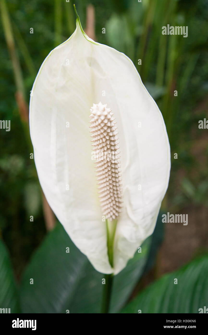 beautiful tropical white flower named Anthurium andreanum, also known