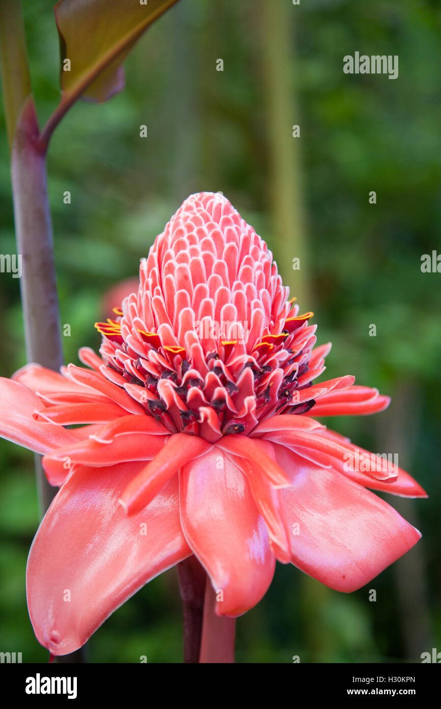 tropical pink flower named Etlingera elatior, known as torch ginger