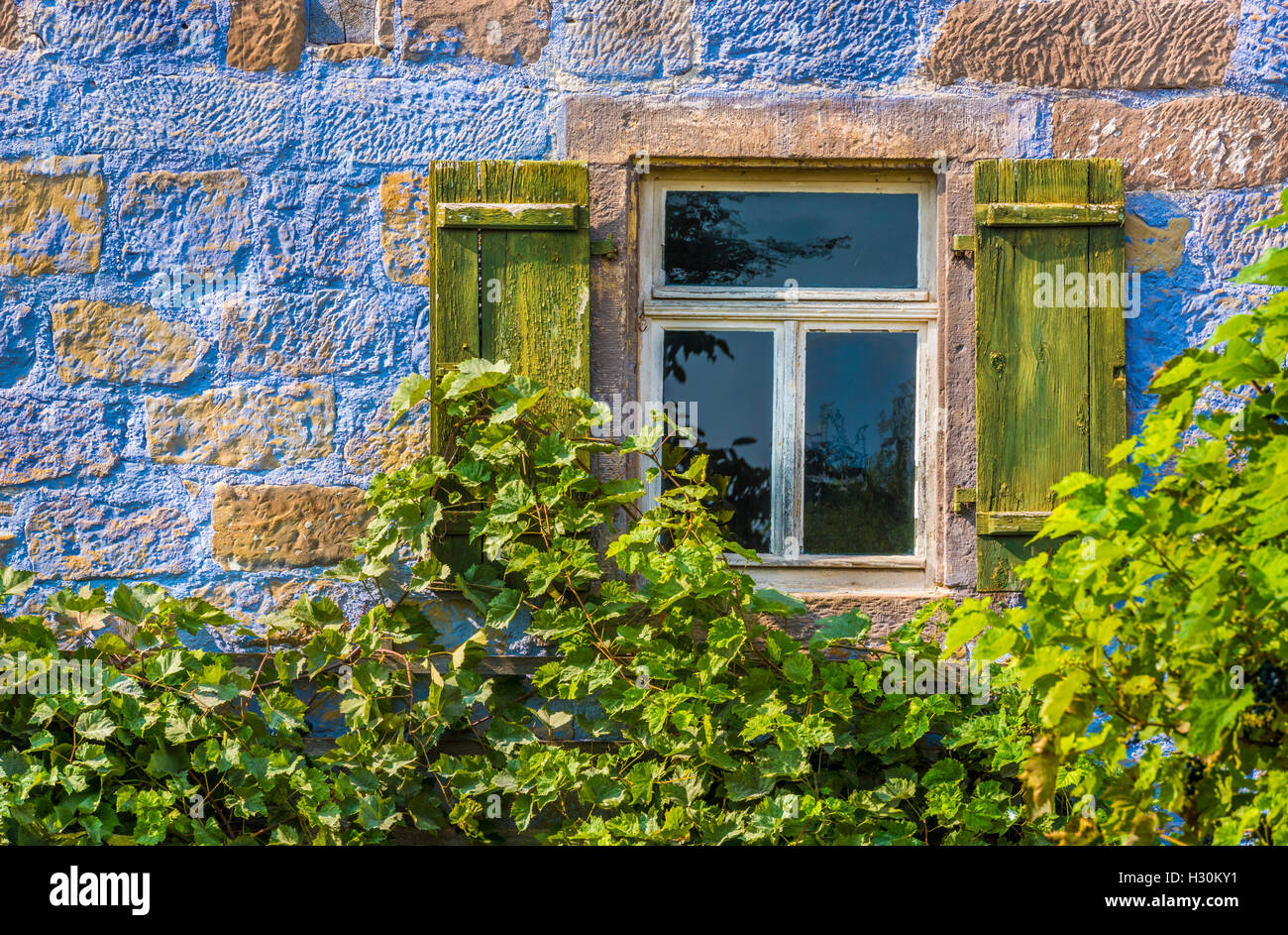 Architectural close up over a traditional german house painted in blue and half covered with vines Stock Photo