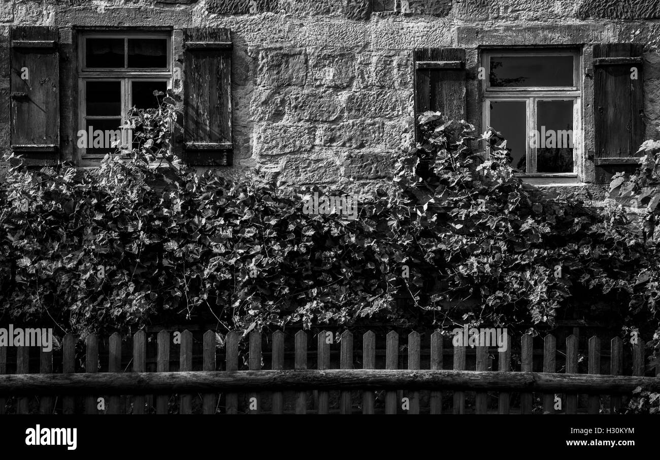 Black and white image with the facade from a traditional german house half covered with vines Stock Photo