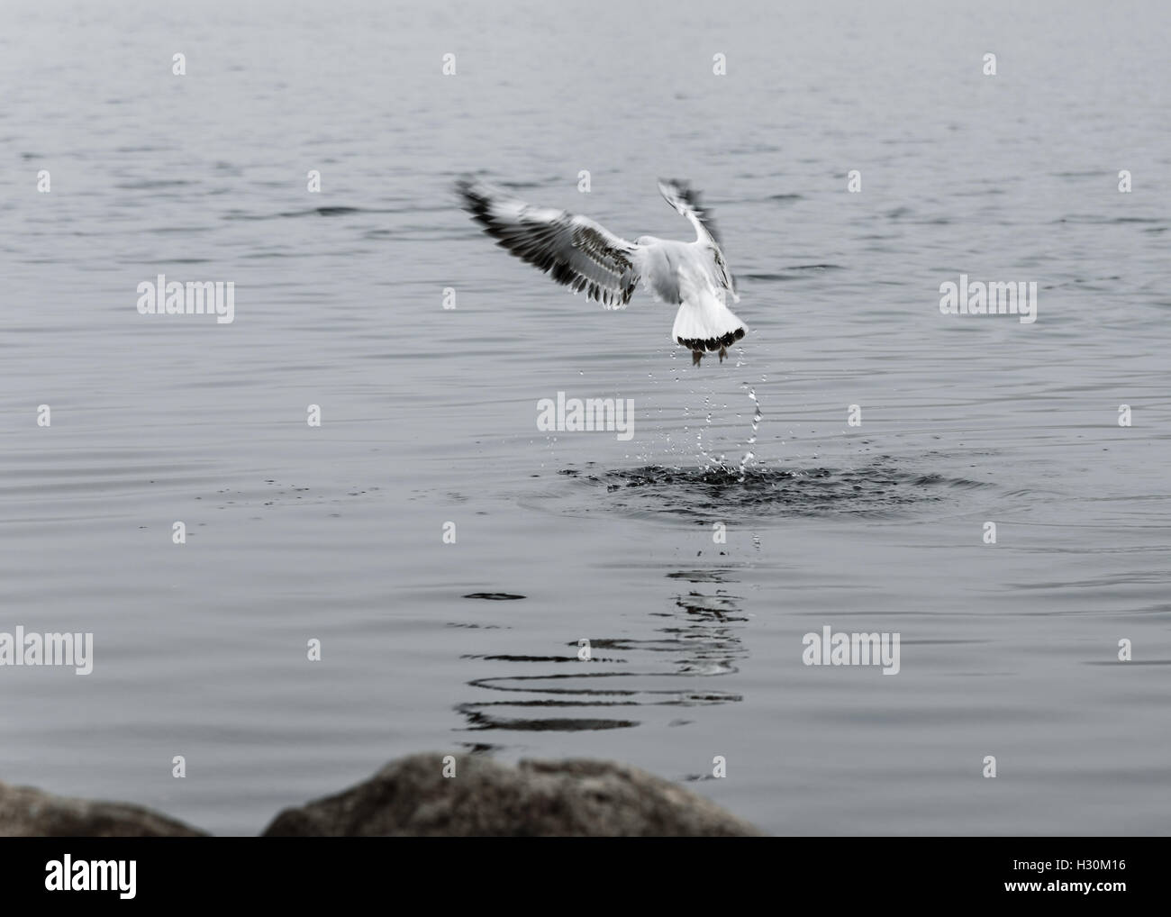 beautiful birds seagulls eat in river, an interesting flight Stock Photo