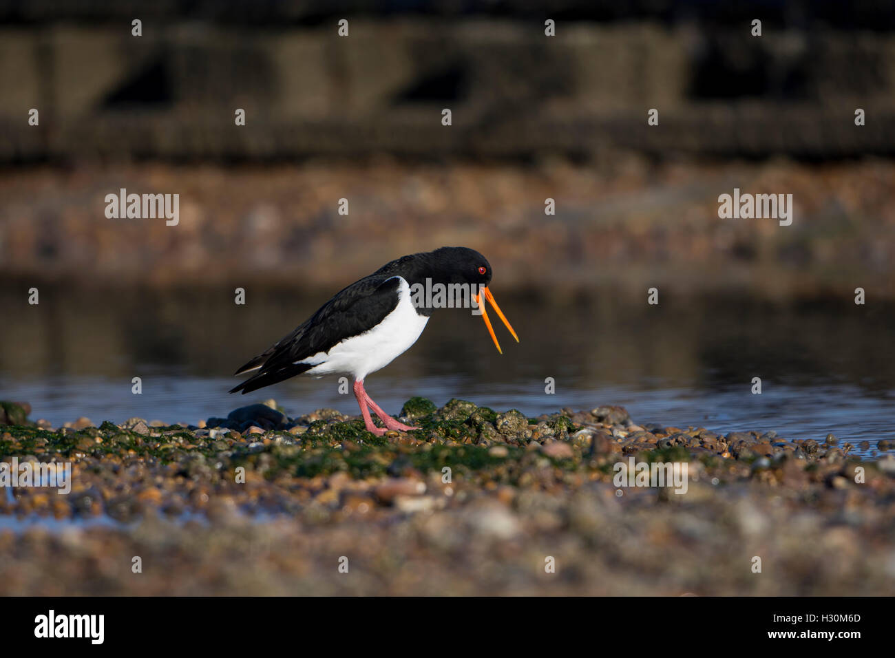 An Oystercatcher calling from the beach, Rye Harbour Nature reserve, East Sussex, UK Stock Photo