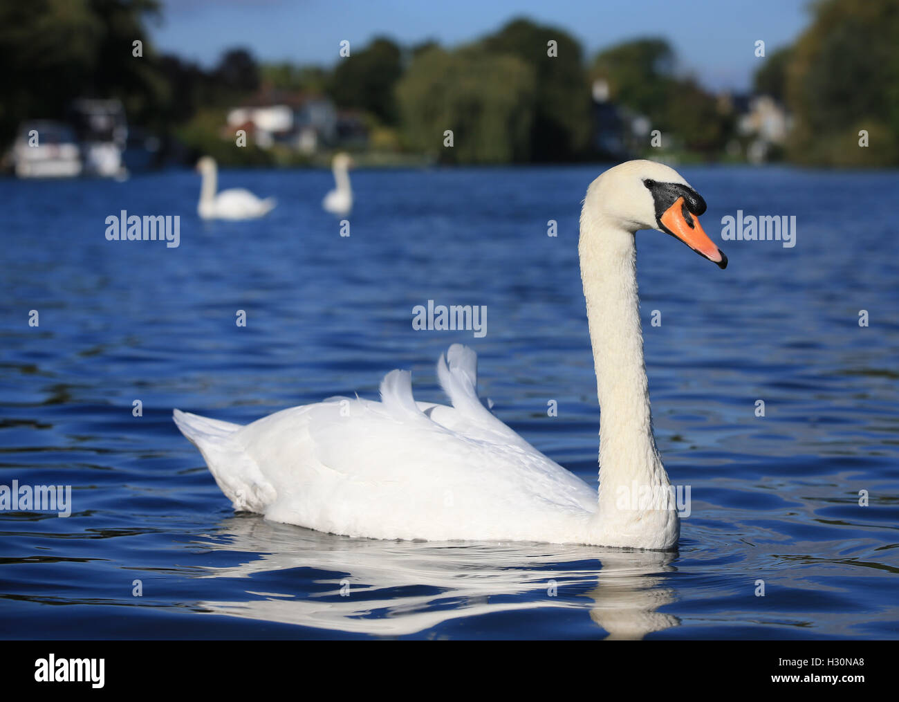 Swans float along the River Thames at Bray, Berkshire. Stock Photo