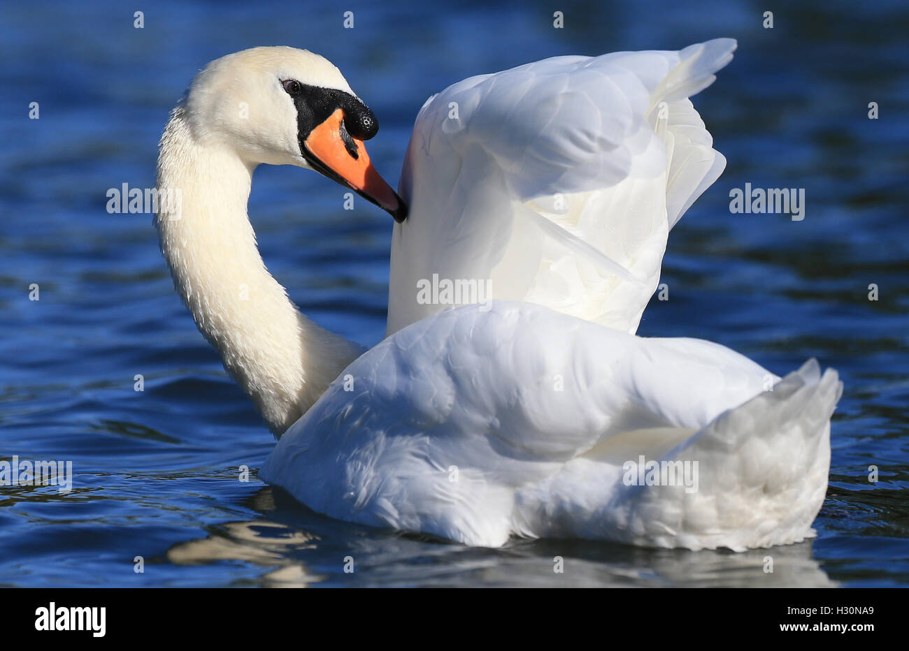A swan preens its feathers as it floats along the River Thames at Bray, Berkshire. Stock Photo