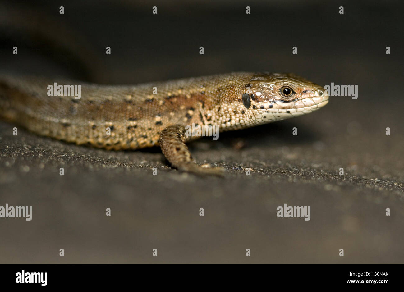 Closeup photo of hidden little lizard Stock Photo - Alamy