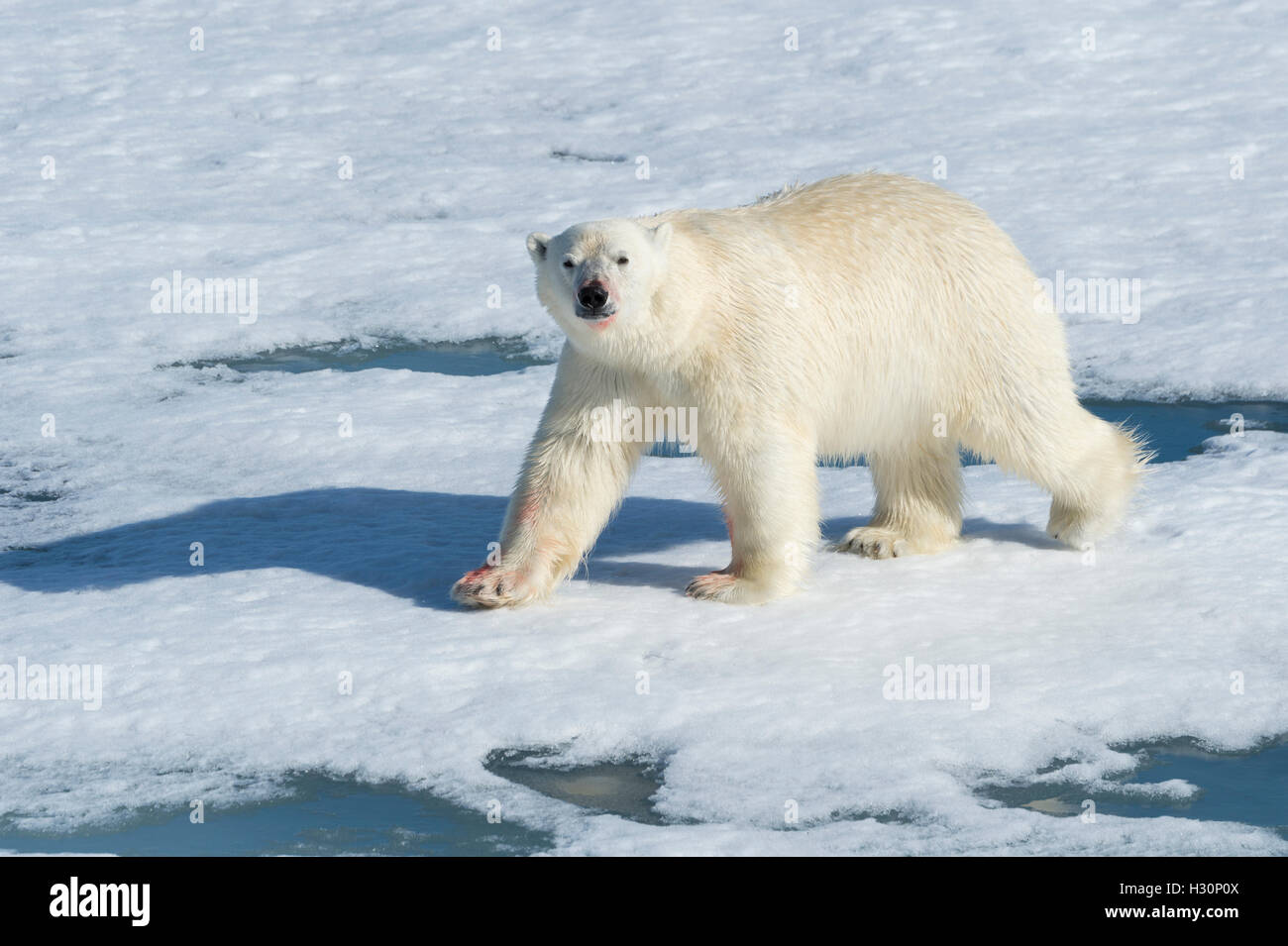 Male Polar Bear (Ursus maritimus) walking on the pack ice, Spitsbergen Island, Svalbard archipelago, Norway, Europe Stock Photo