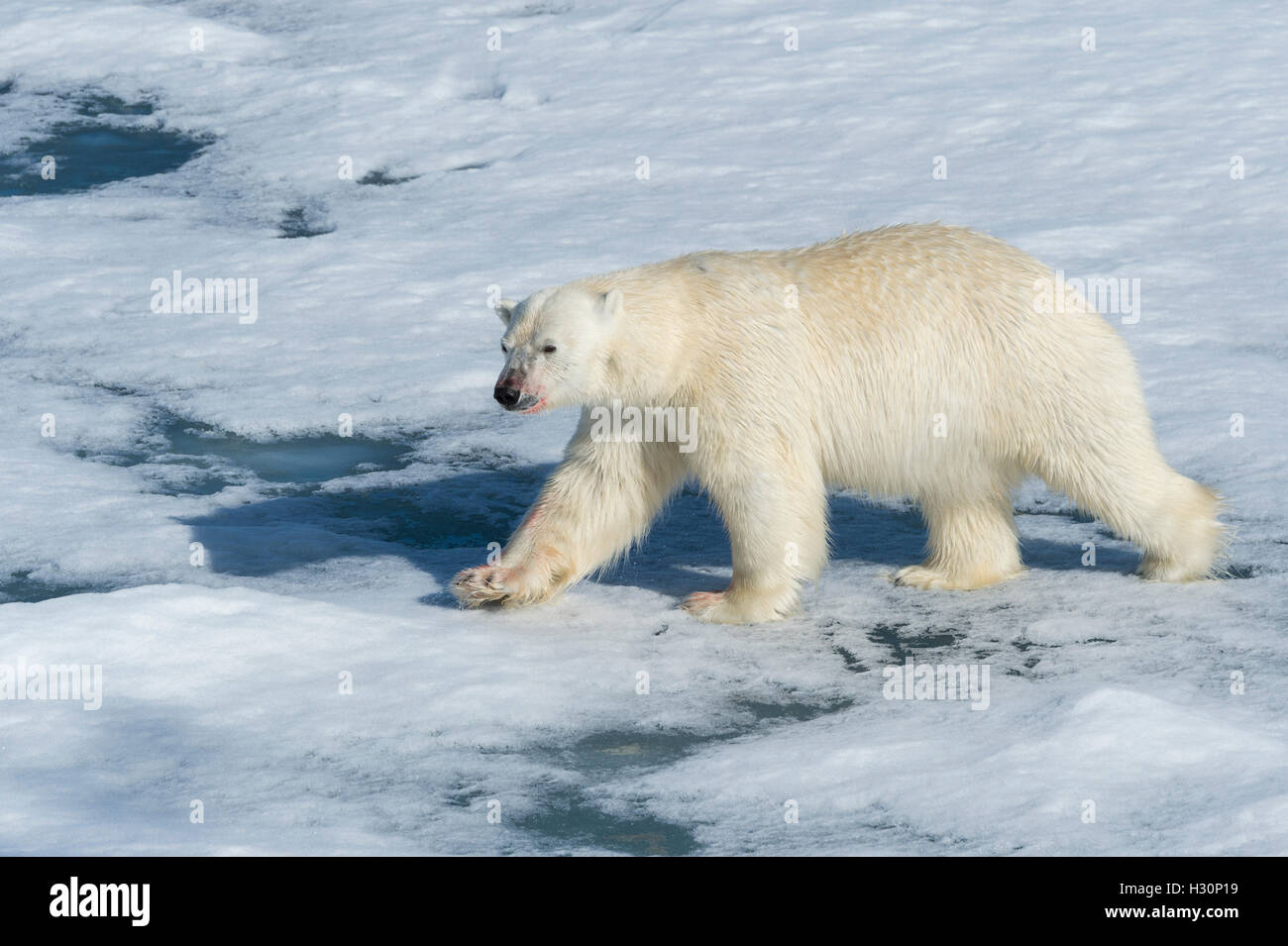 Male Polar Bear (Ursus maritimus) walking on the pack ice, Spitsbergen Island, Svalbard archipelago, Norway, Europe Stock Photo