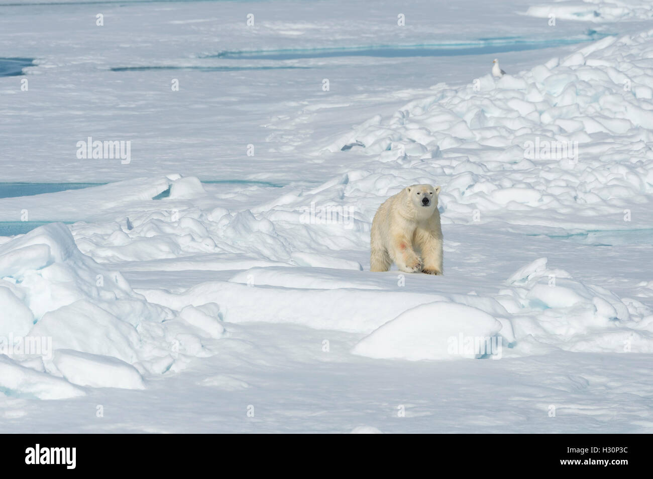 Male Polar Bear (Ursus maritimus) walking over pack ice, Spitsbergen Island, Svalbard archipelago, Norway, Europe Stock Photo
