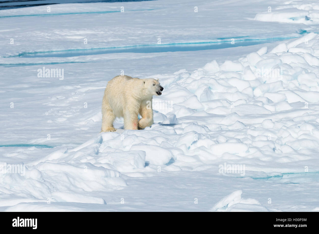 Male Polar Bear (Ursus maritimus) walking over pack ice, Spitsbergen Island, Svalbard archipelago, Norway, Europe Stock Photo