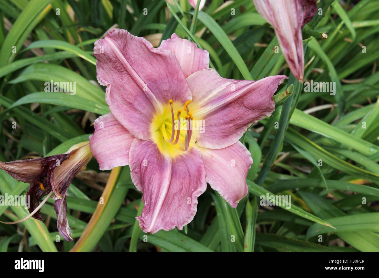 A purple and yellow daylily. A wildflower from the midwest Stock Photo ...