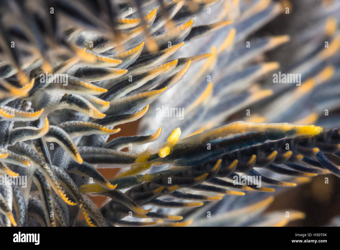Camouflage of Crinoid Shrimp on Feater Star Stock Photo